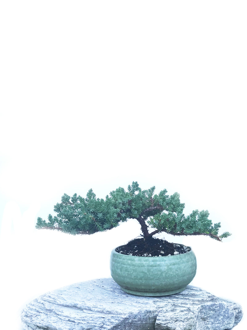 JAPANESE JUNIPER (JP1904430) - MiniGardens NZ