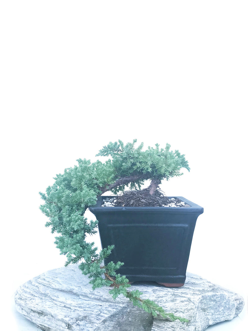 JAPANESE JUNIPER (JP1904431) - MiniGardens NZ