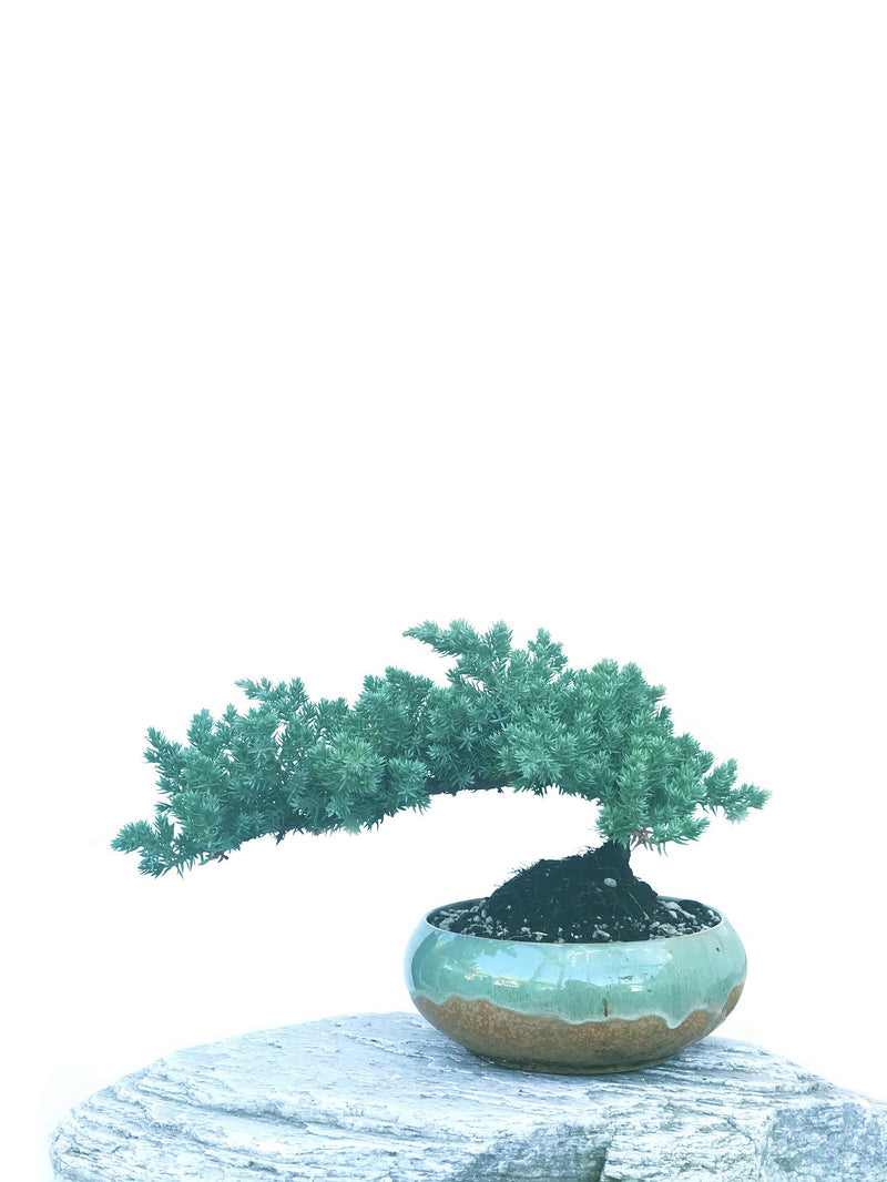 JAPANESE JUNIPER (JP1904432) - MiniGardens NZ