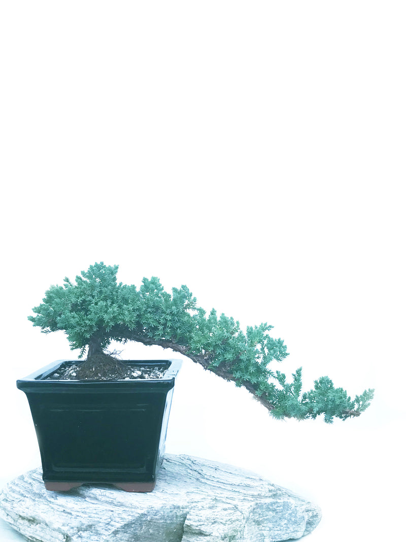 JAPANESE JUNIPER (JP1904433) - MiniGardens NZ