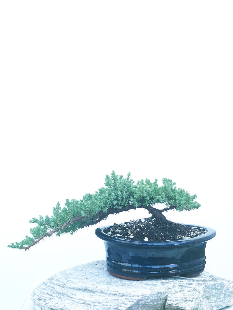 JAPANESE JUNIPER (JP1904434) - MiniGardens NZ