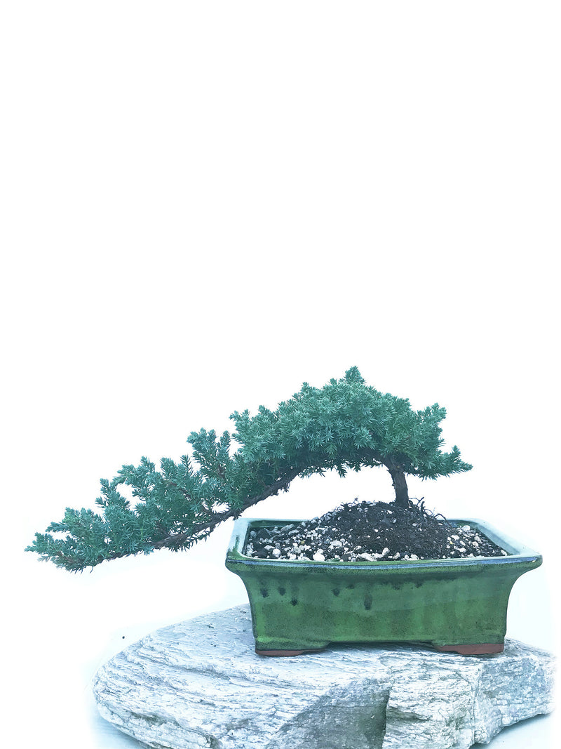 JAPANESE JUNIPER (JP1904435) - MiniGardens NZ