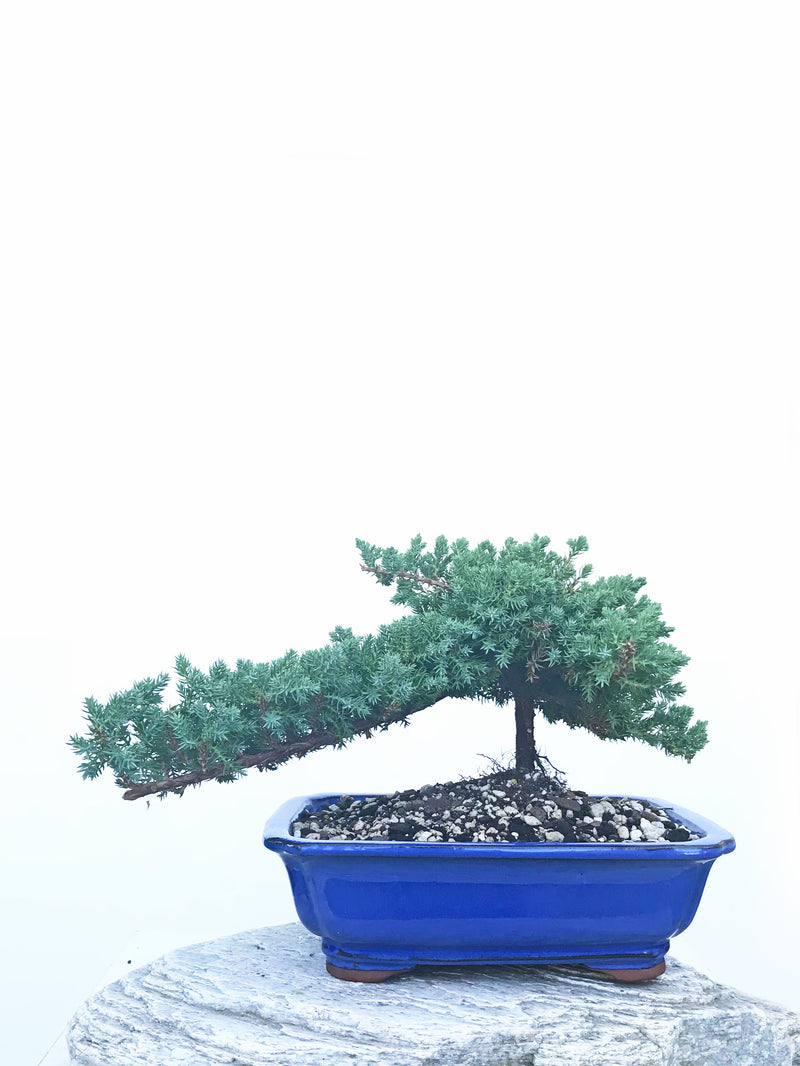 JAPANESE JUNIPER (JP1904436) - MiniGardens NZ