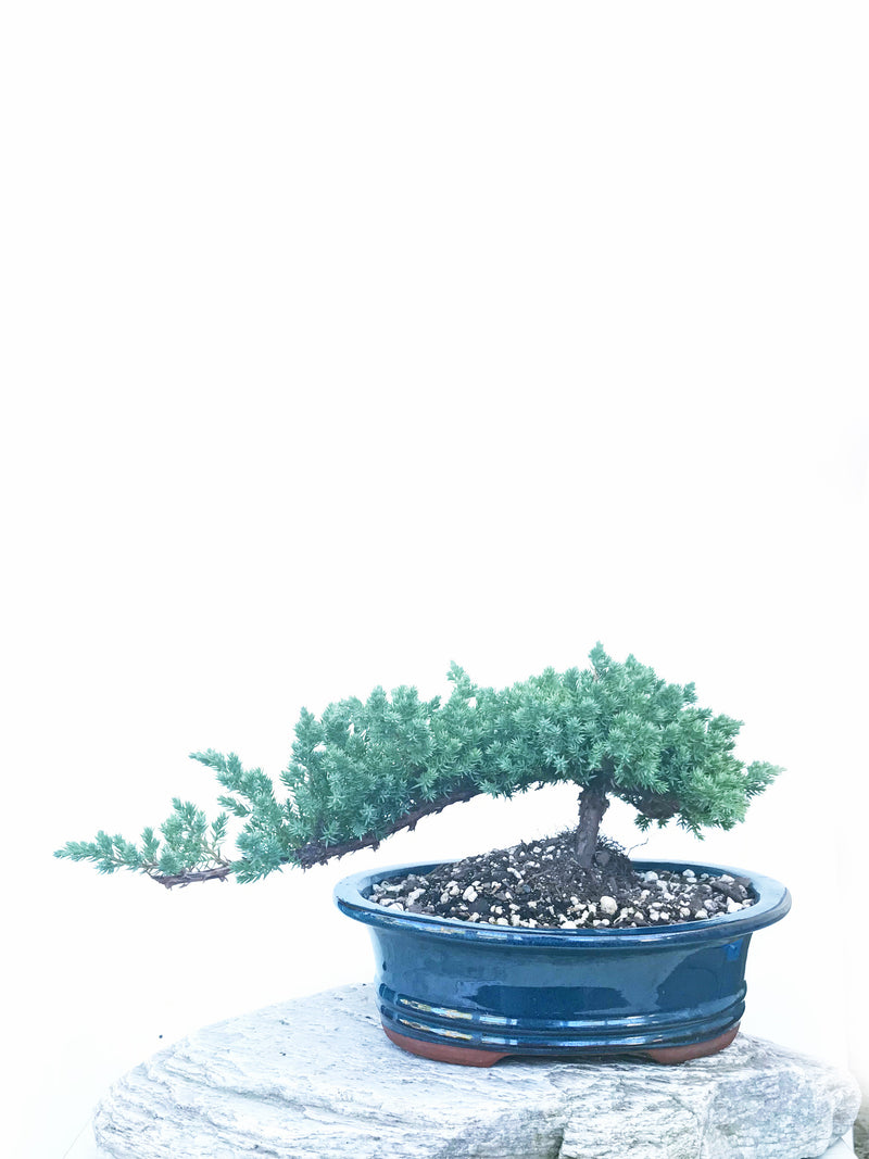 JAPANESE JUNIPER (JP1904438) - MiniGardens NZ