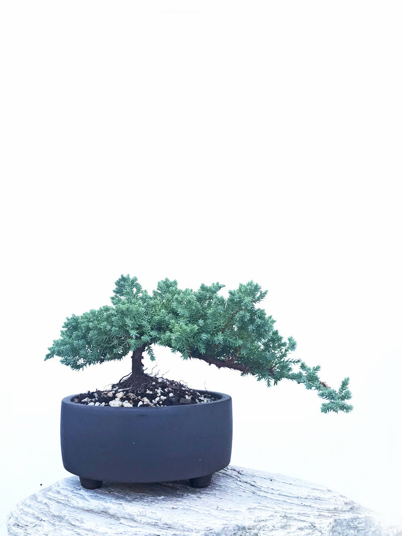 JAPANESE JUNIPER (JP1904439) - MiniGardens NZ