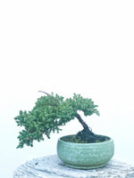 JAPANESE JUNIPER (JP1904440) - MiniGardens NZ