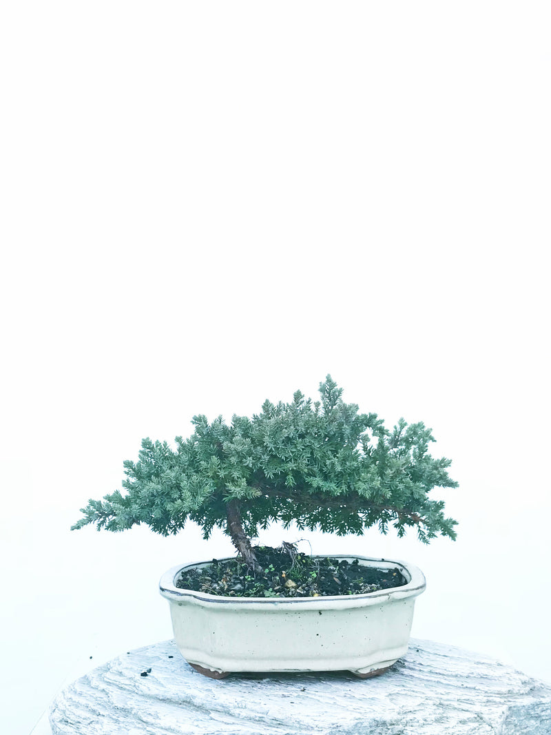 JAPANESE JUNIPER (JP1904441) - MiniGardens NZ
