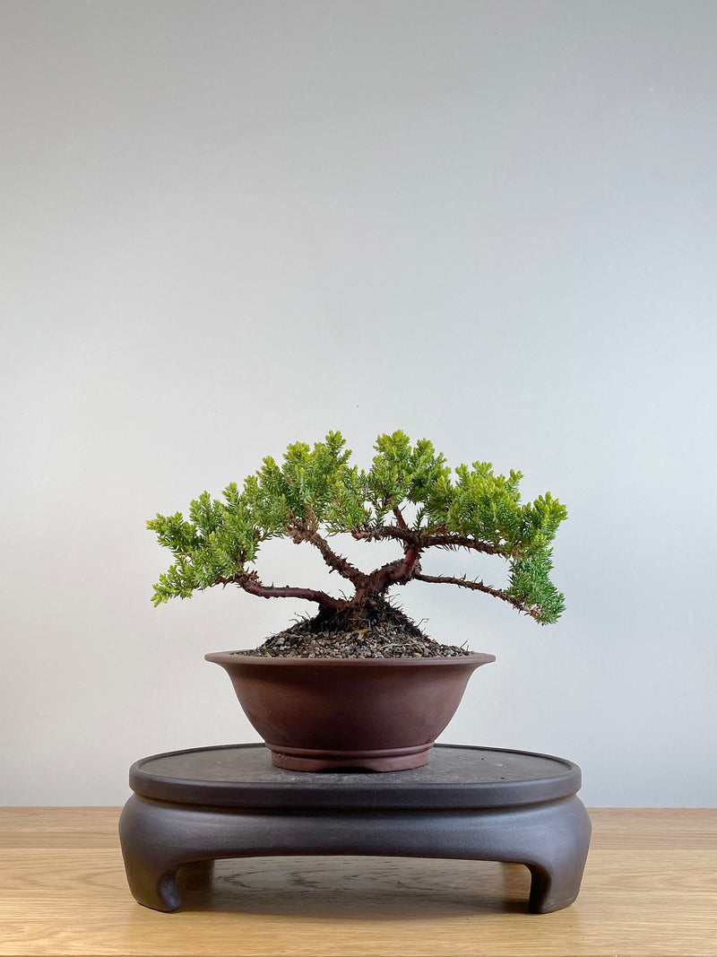 JAPANESE JUNIPER (JP201101)