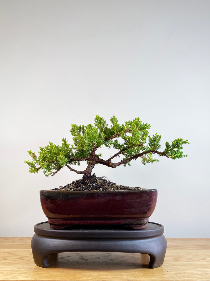 JAPANESE JUNIPER (JP201102)