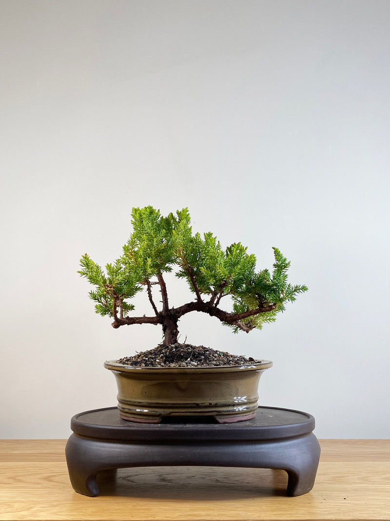 JAPANESE JUNIPER (JP201103)