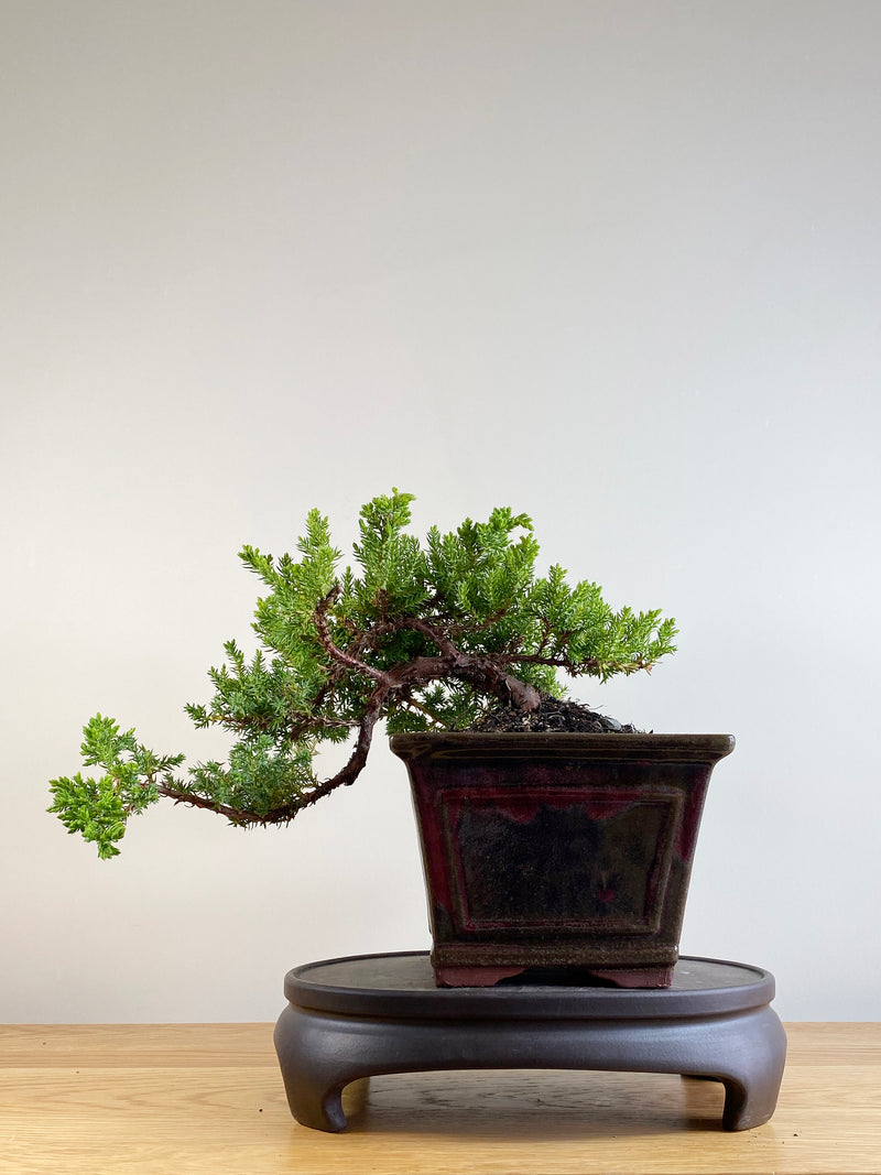 JAPANESE JUNIPER (JP201104)