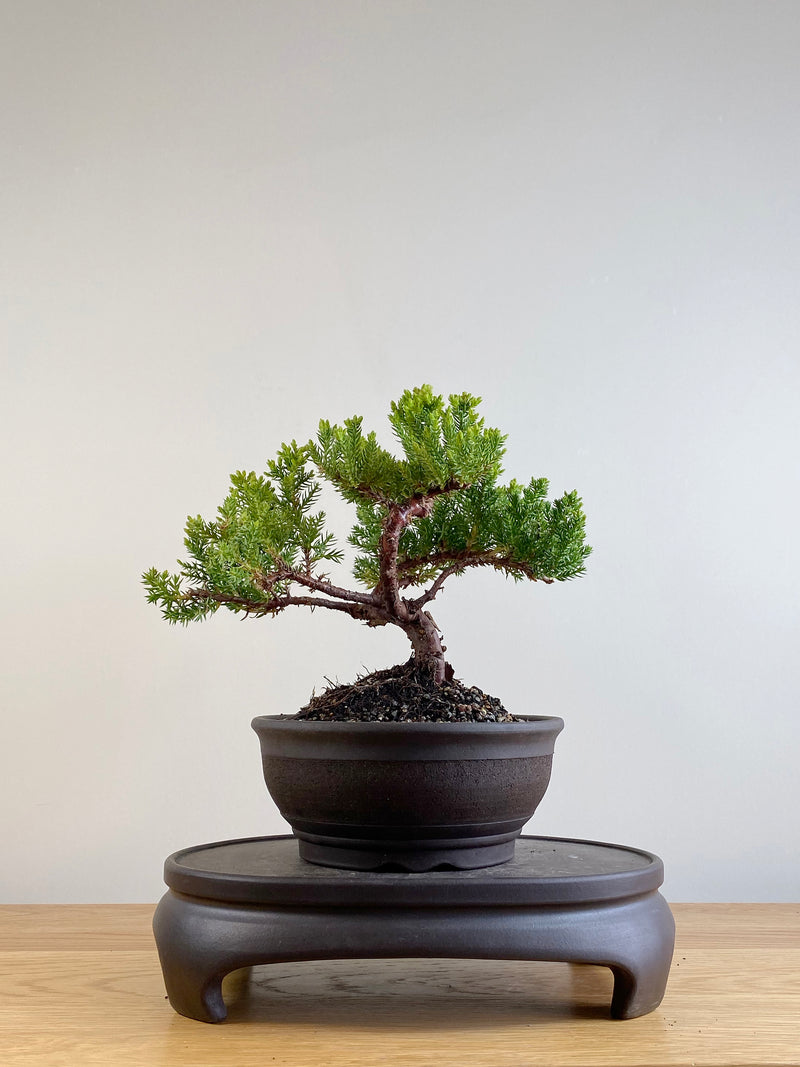 JAPANESE JUNIPER (JP201105)