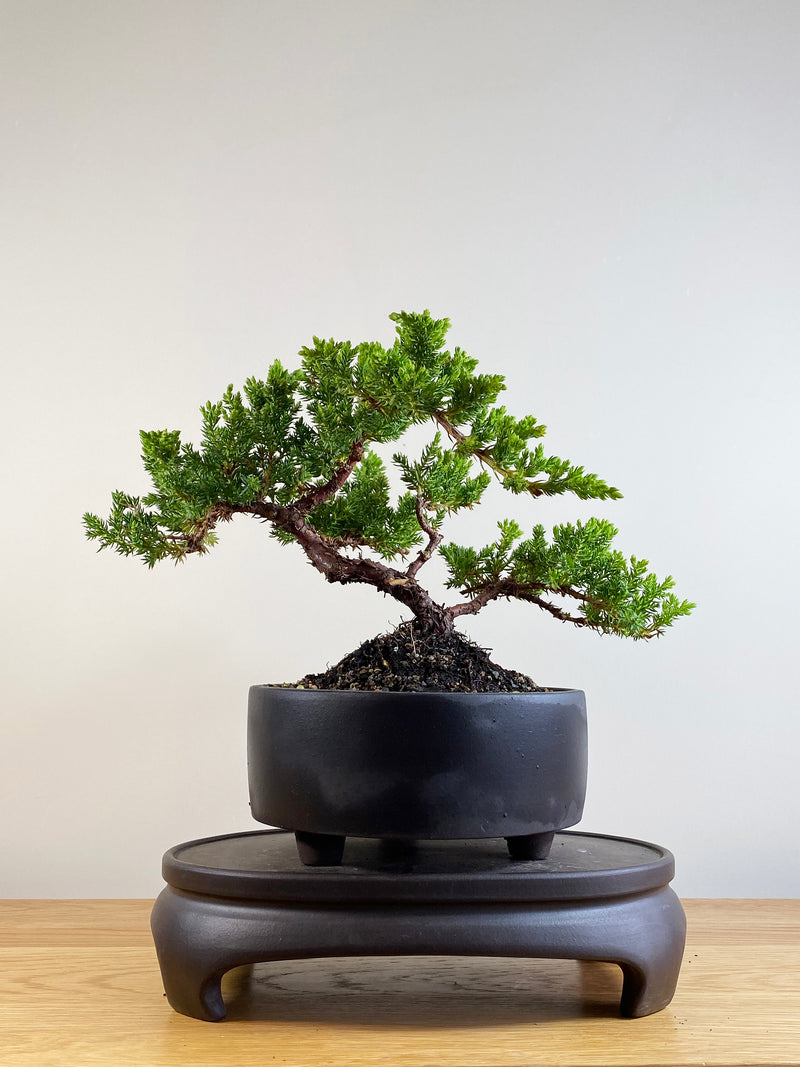 JAPANESE JUNIPER (JP201106)