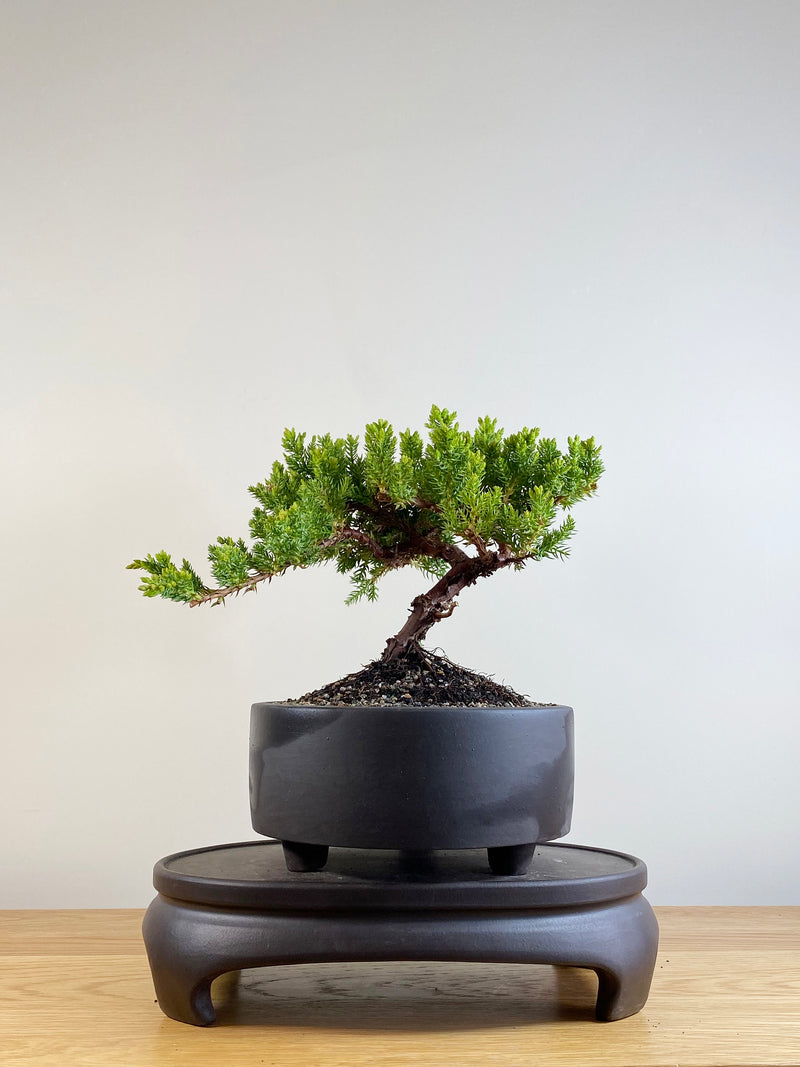 JAPANESE JUNIPER (JP201107)