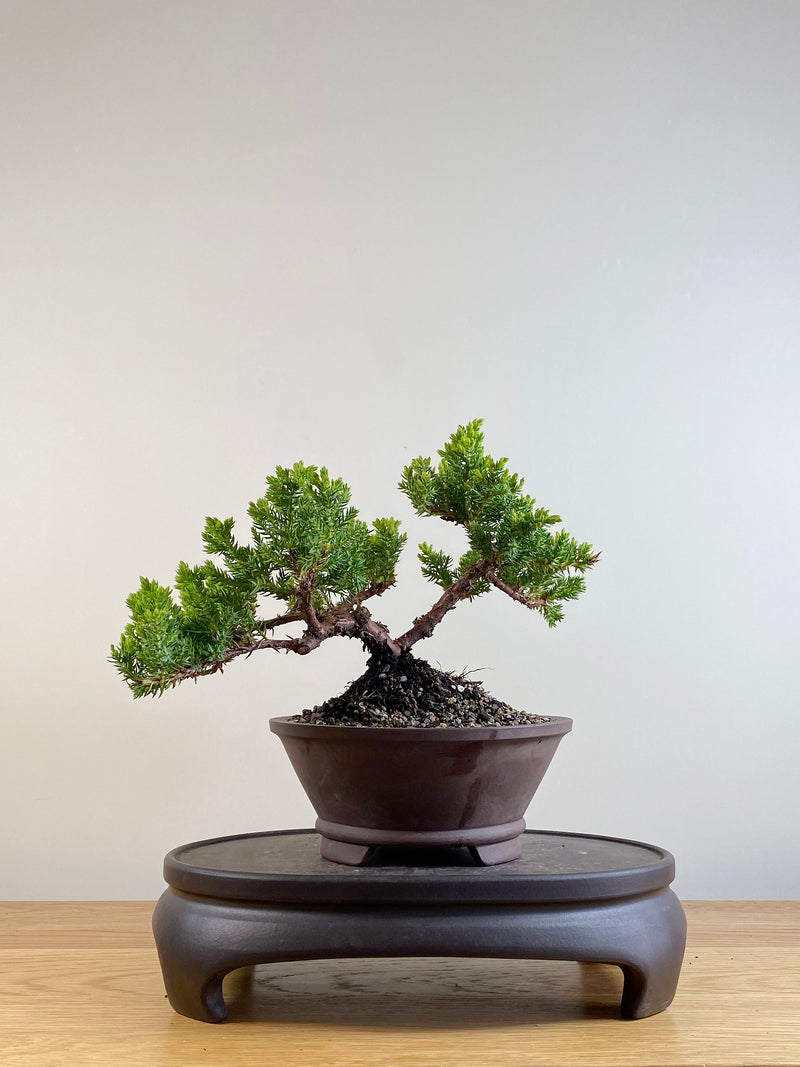 JAPANESE JUNIPER (JP201108)