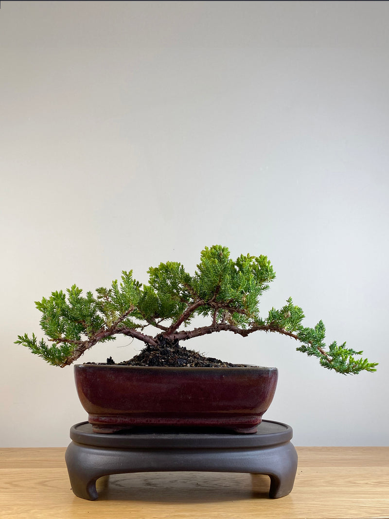 JAPANESE JUNIPER (JP201109)