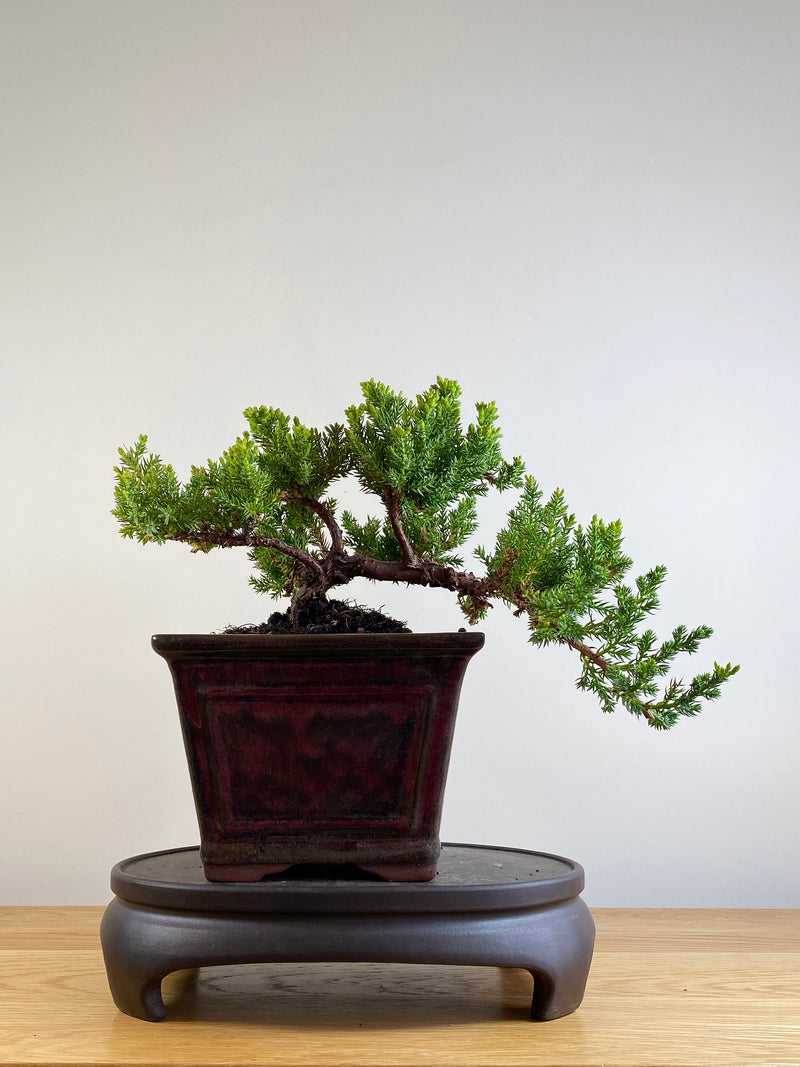 JAPANESE JUNIPER (JP201110)