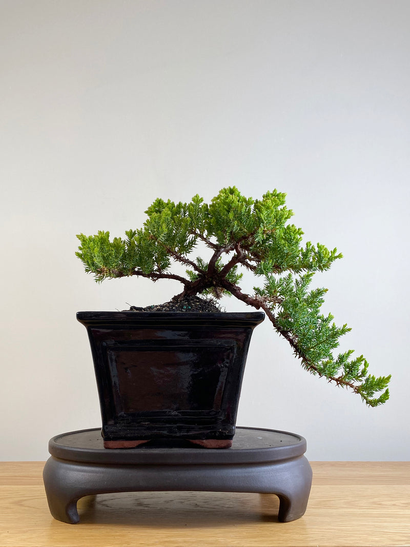 JAPANESE JUNIPER (JP201111)