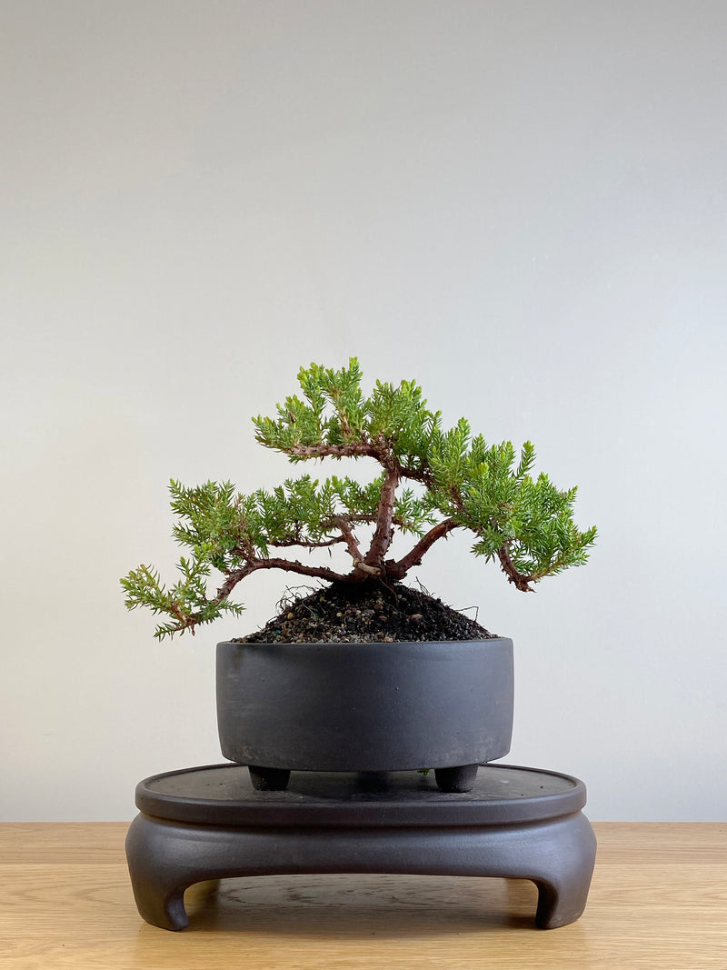 JAPANESE JUNIPER (JP201112)