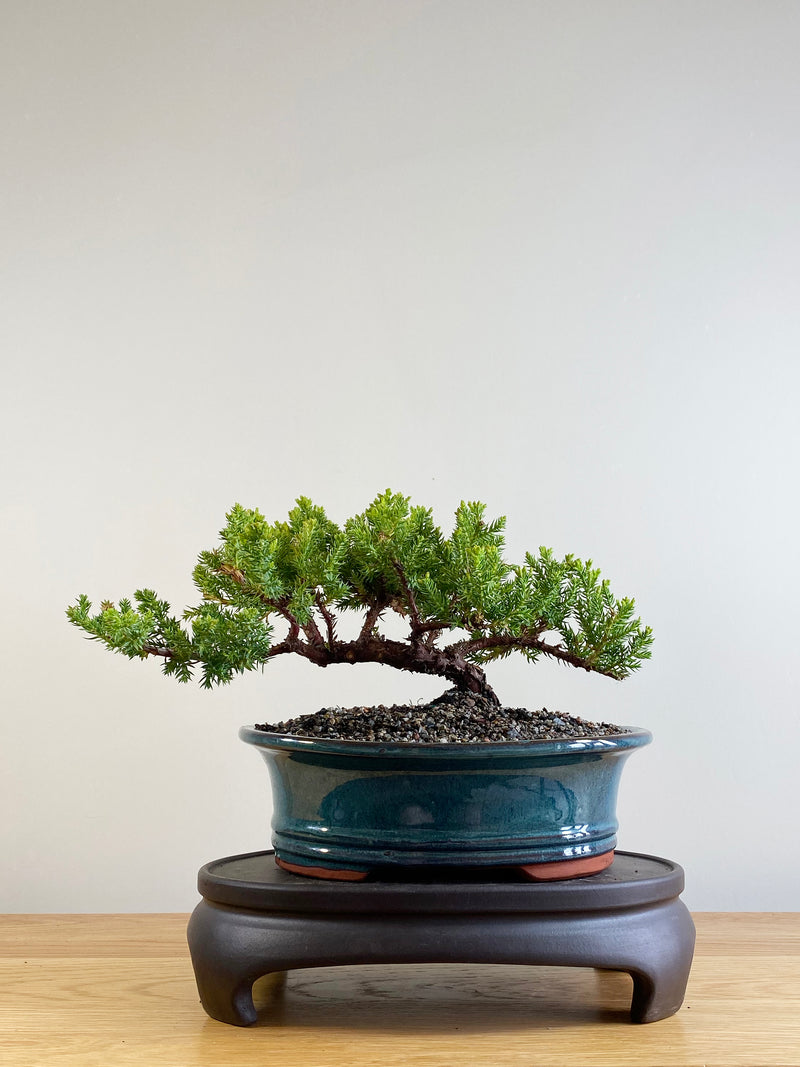 JAPANESE JUNIPER (JP201114)