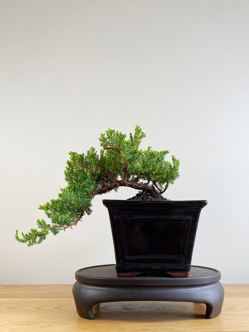 JAPANESE JUNIPER (JP201115)