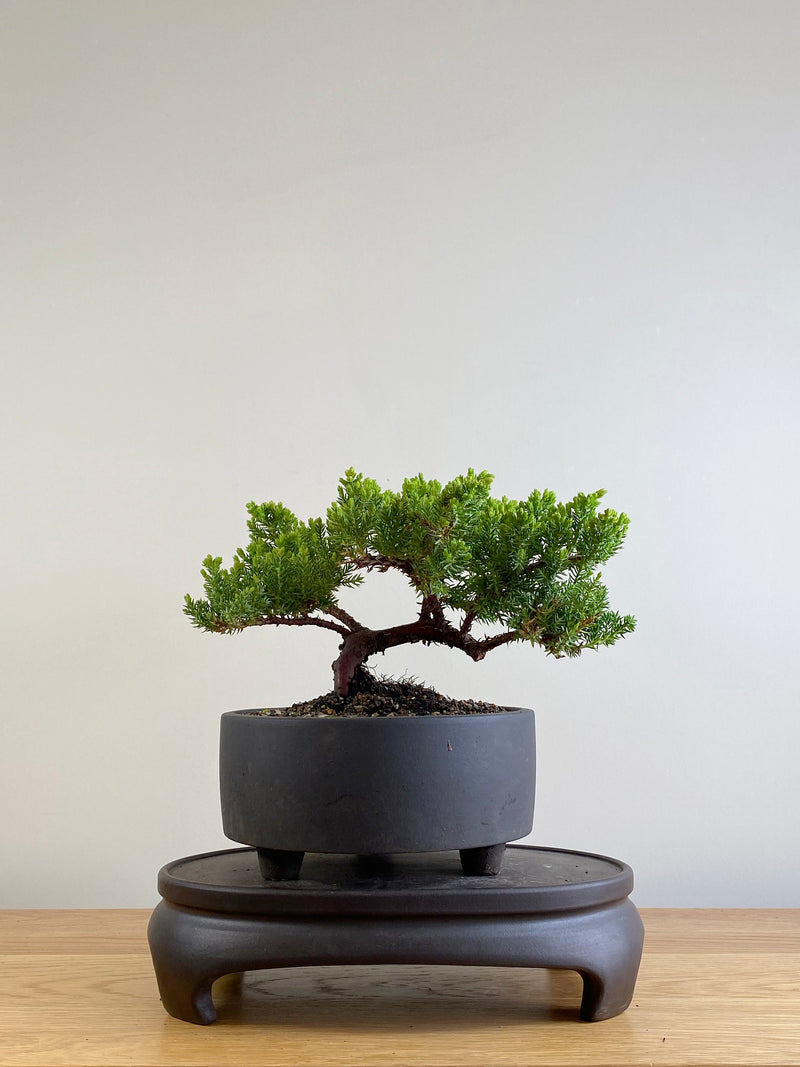 JAPANESE JUNIPER (JP201118)