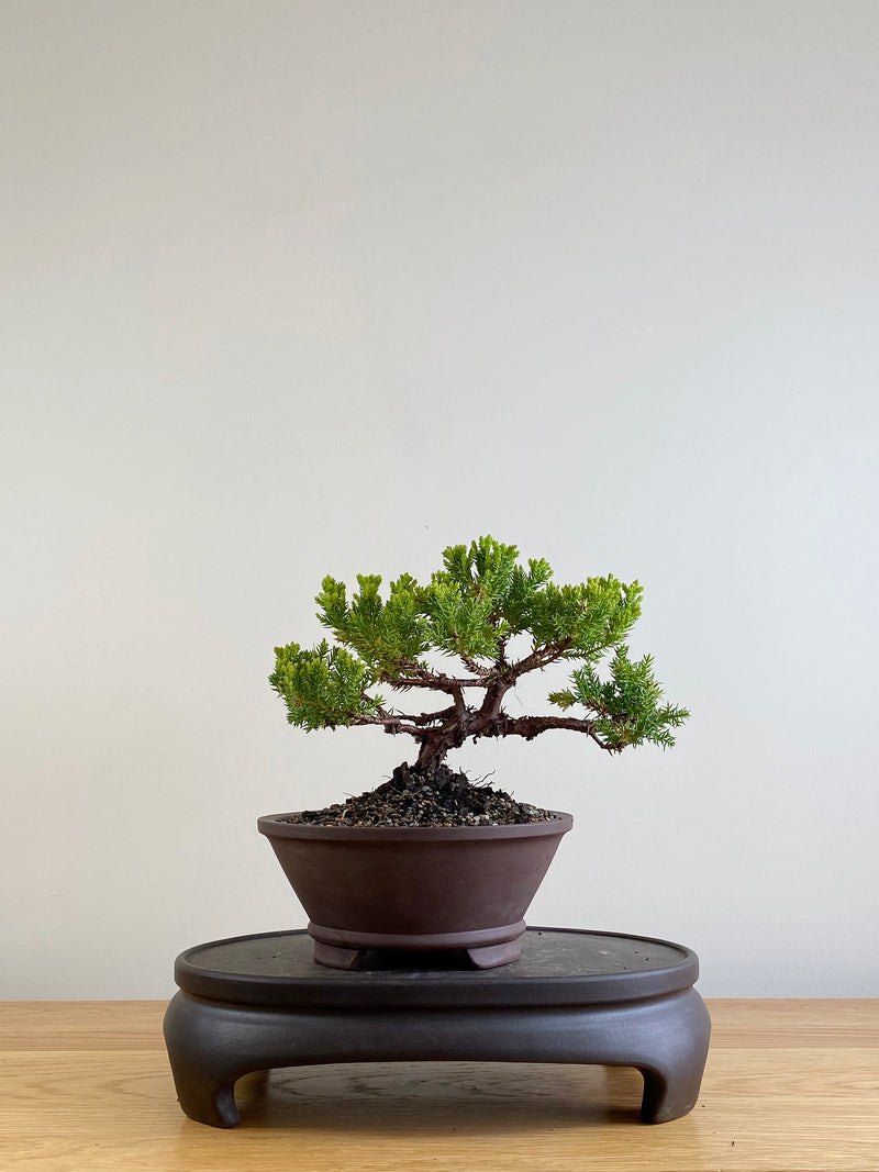 JAPANESE JUNIPER (JP201119)