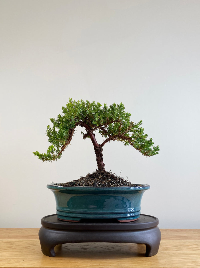 JAPANESE JUNIPER (JP201120)