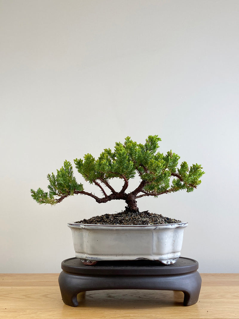 JAPANESE JUNIPER (JP201121)