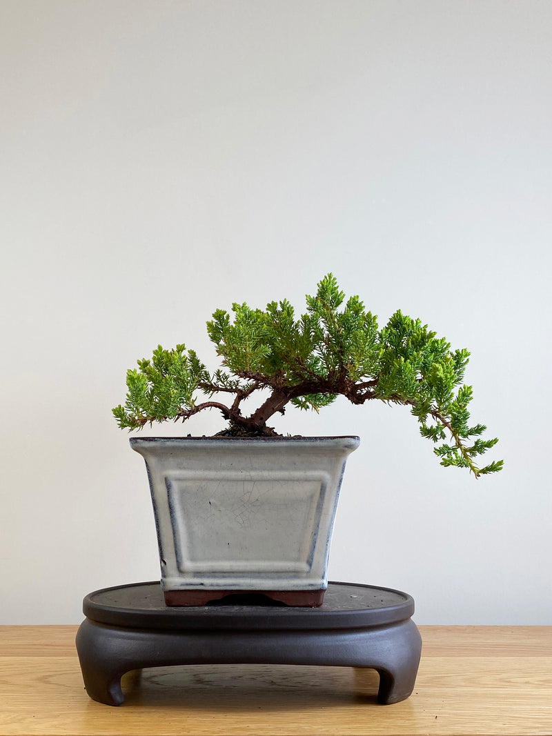 JAPANESE JUNIPER (JP201122)