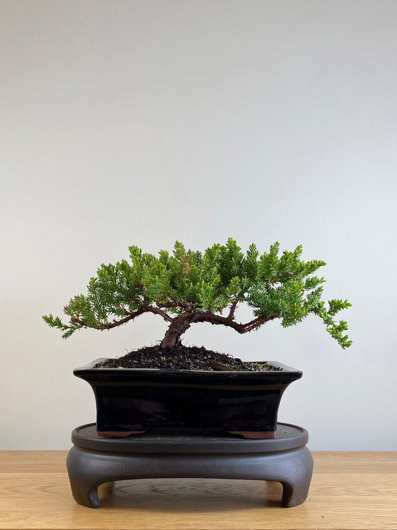 JAPANESE JUNIPER (JP201123)