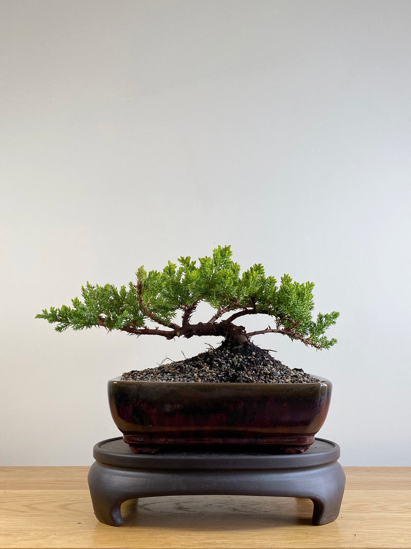 JAPANESE JUNIPER (JP201125)