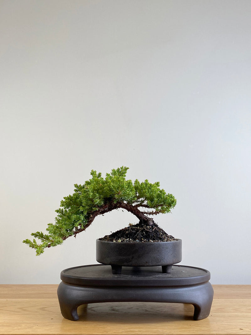 JAPANESE JUNIPER (JP201126)