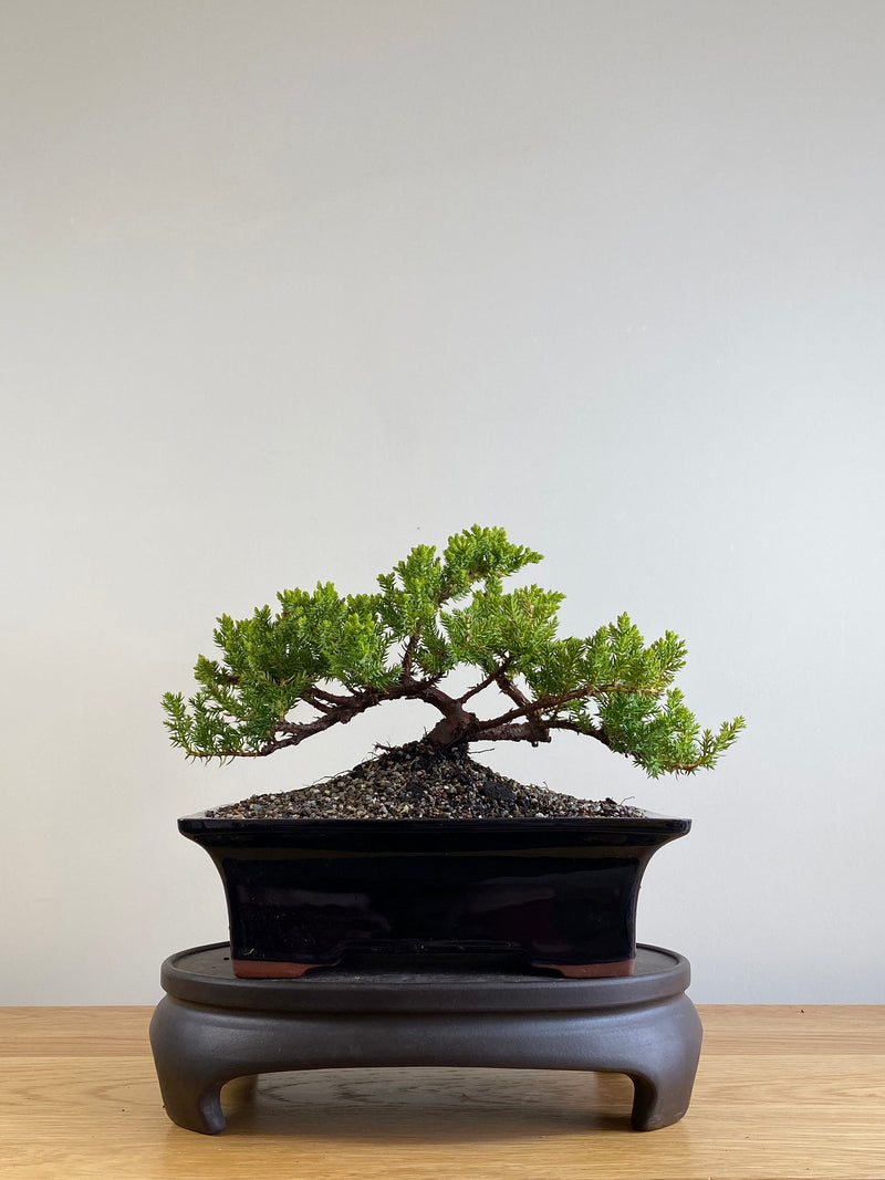 JAPANESE JUNIPER (JP201128)