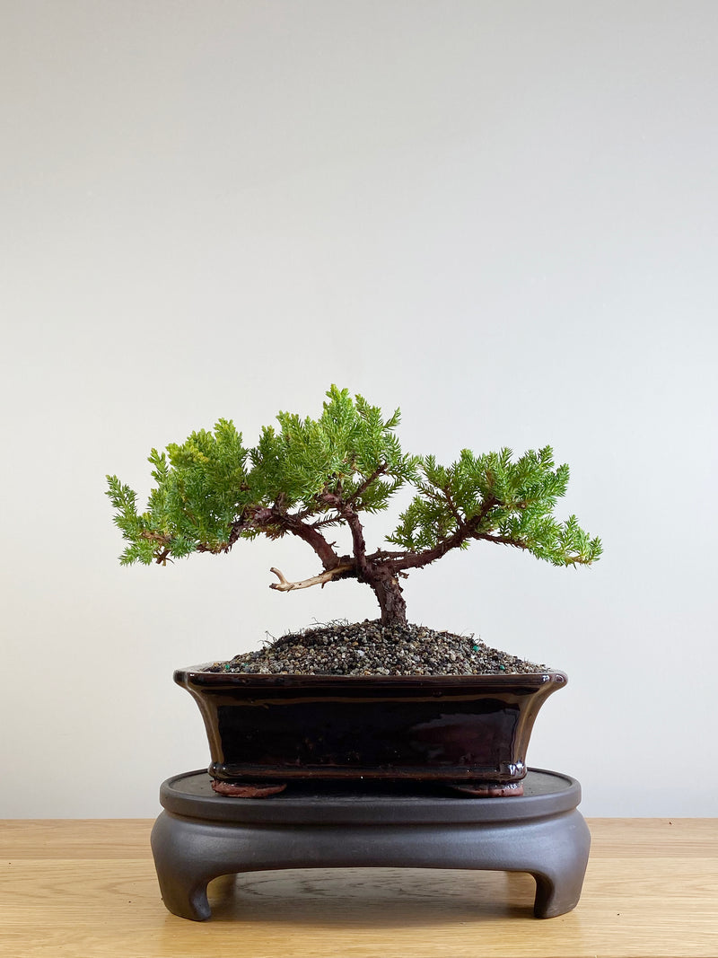 JAPANESE JUNIPER (JP201129)