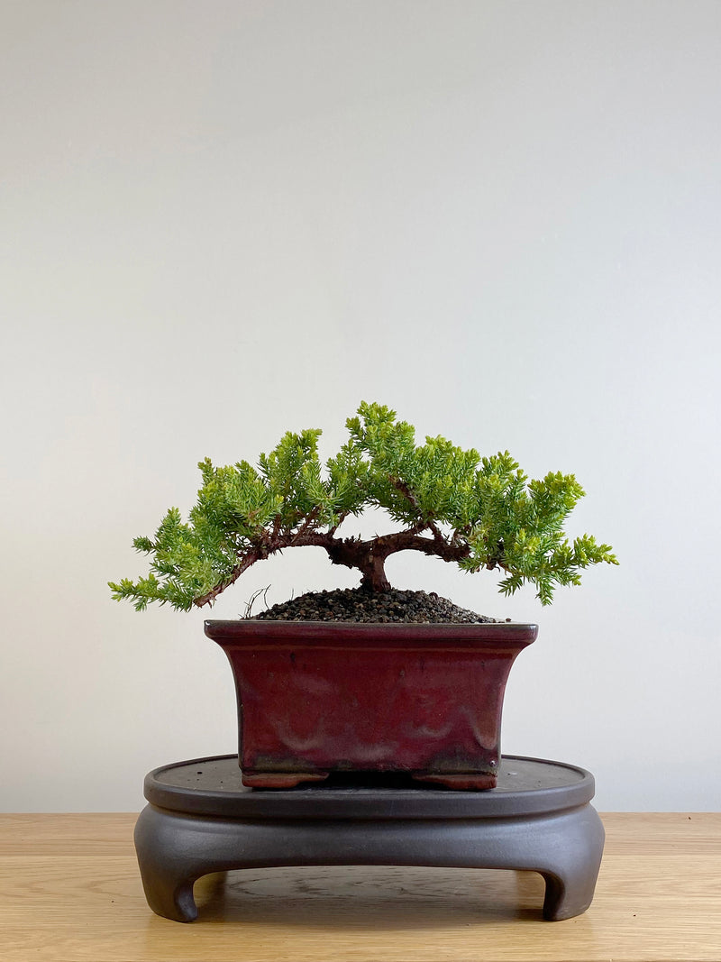 JAPANESE JUNIPER (JP201130)