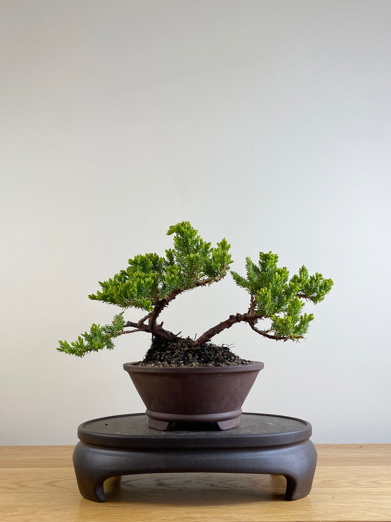 JAPANESE JUNIPER (JP201131)