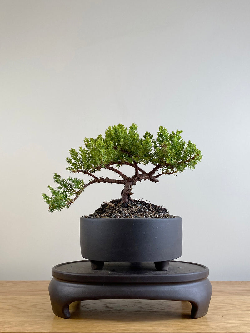 JAPANESE JUNIPER (JP201133)