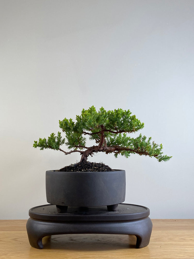 JAPANESE JUNIPER (JP201134)