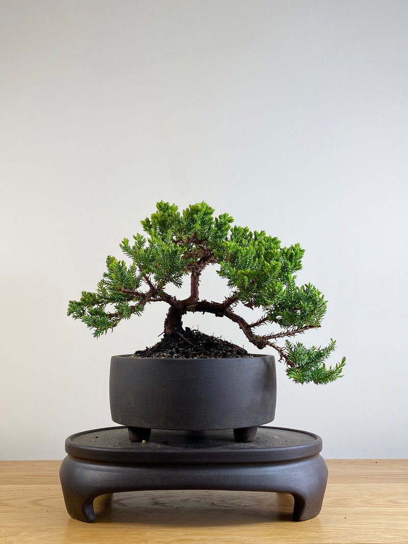 JAPANESE JUNIPER (JP201135)
