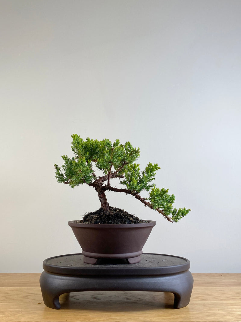 JAPANESE JUNIPER (JP201139)