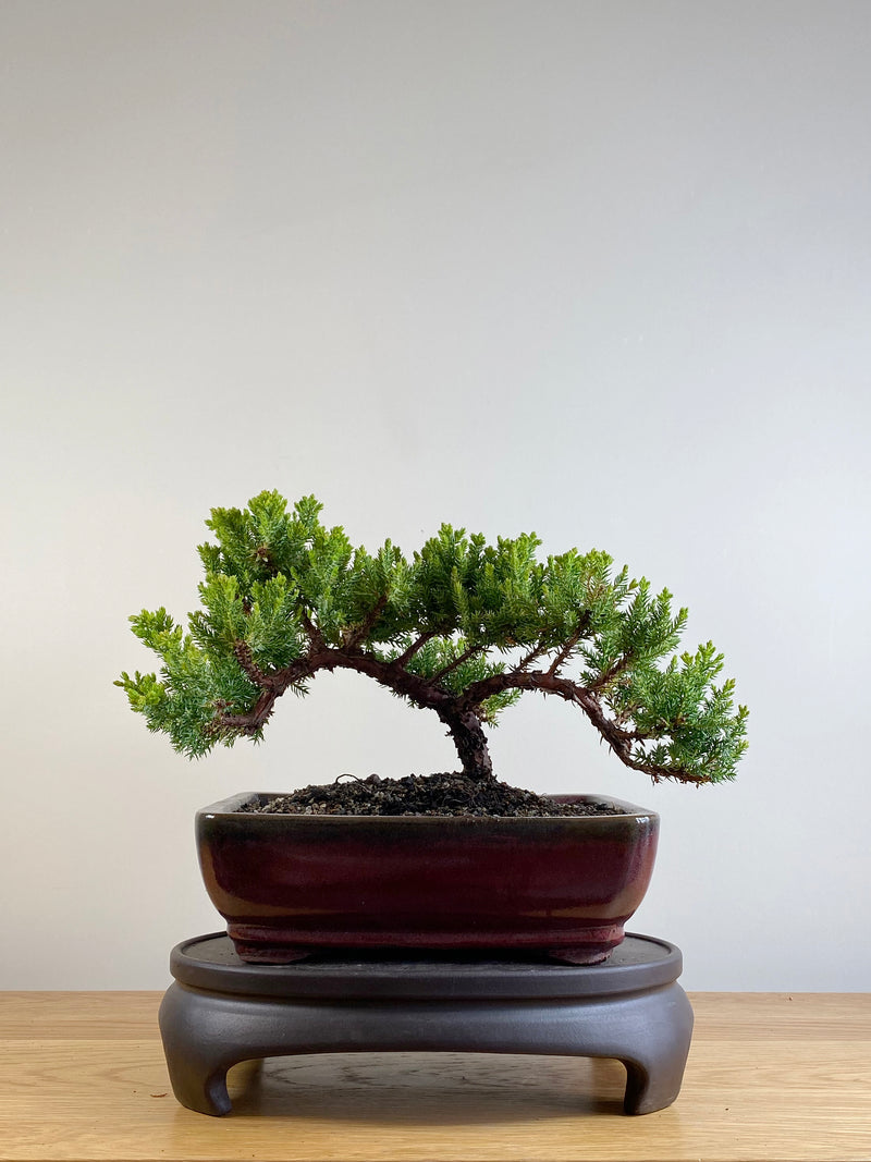 JAPANESE JUNIPER (JP201140)
