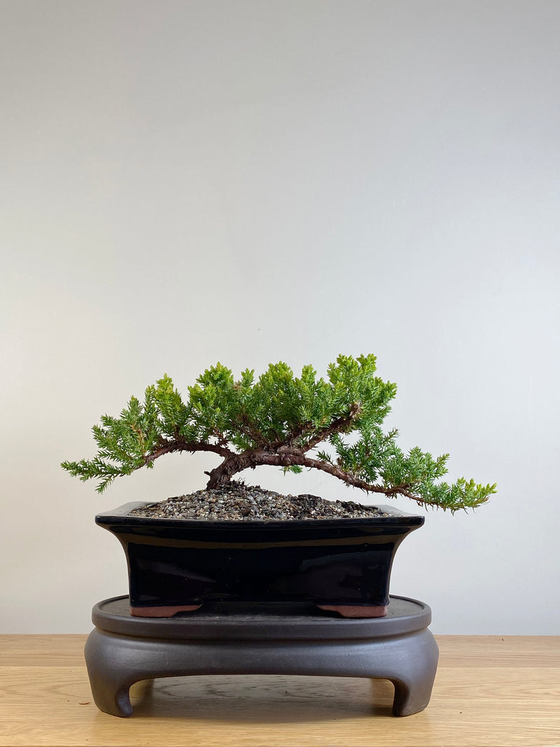 JAPANESE JUNIPER (JP201141)