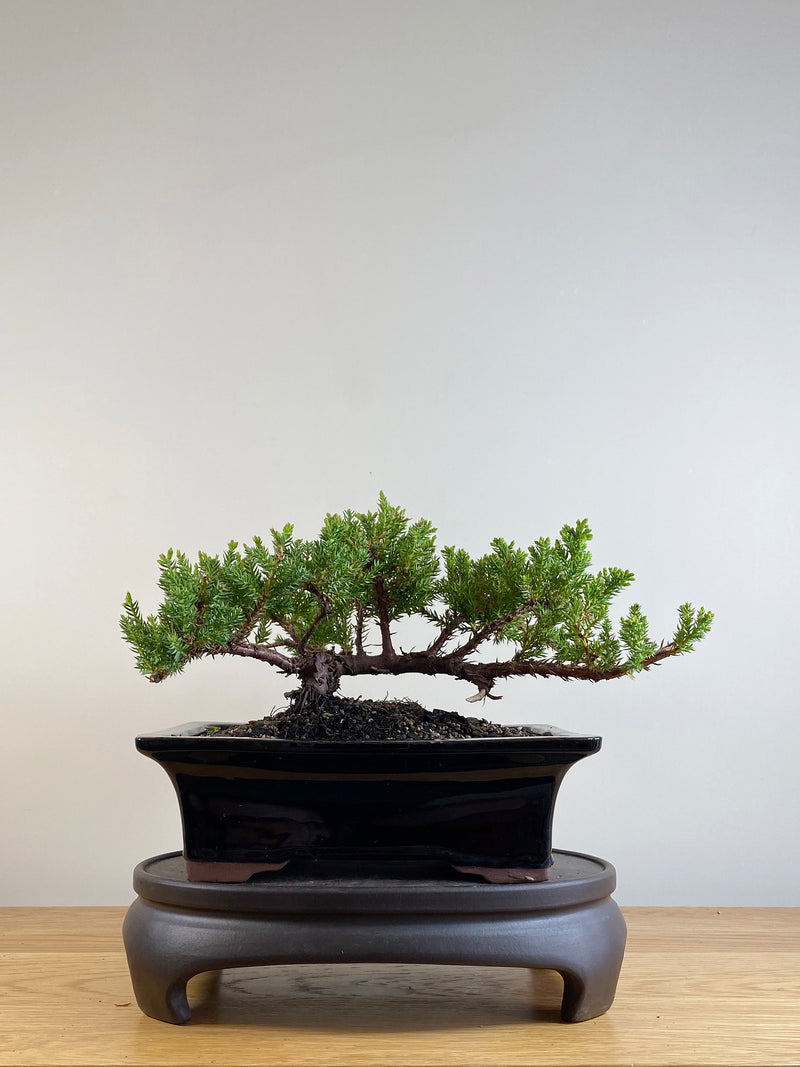 JAPANESE JUNIPER (JP201142)