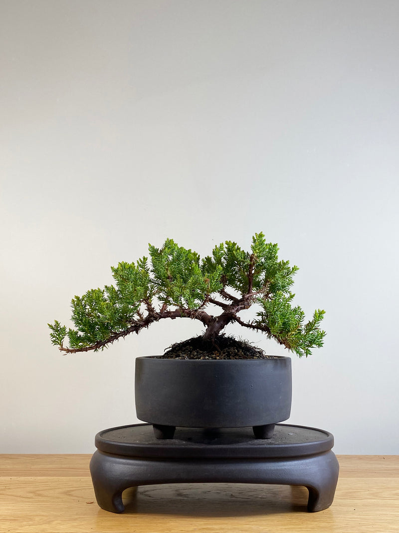 JAPANESE JUNIPER (JP201143)