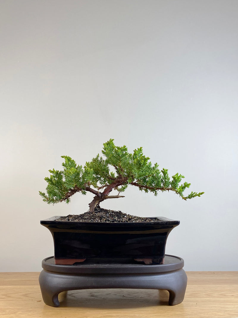 JAPANESE JUNIPER (JP201144)