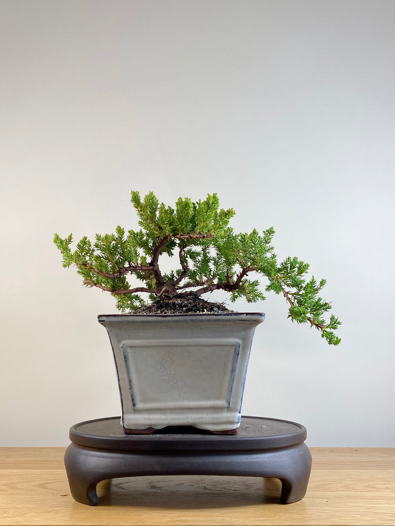 JAPANESE JUNIPER (JP201146)