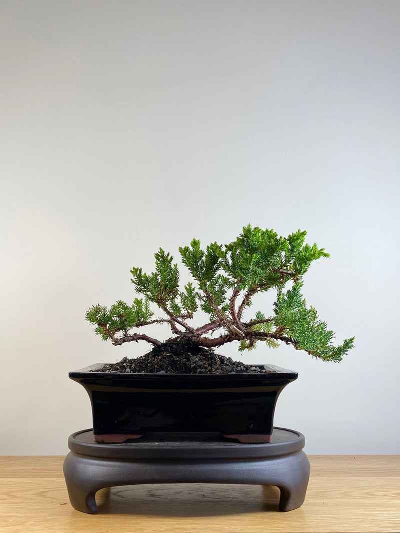 JAPANESE JUNIPER (JP201147)