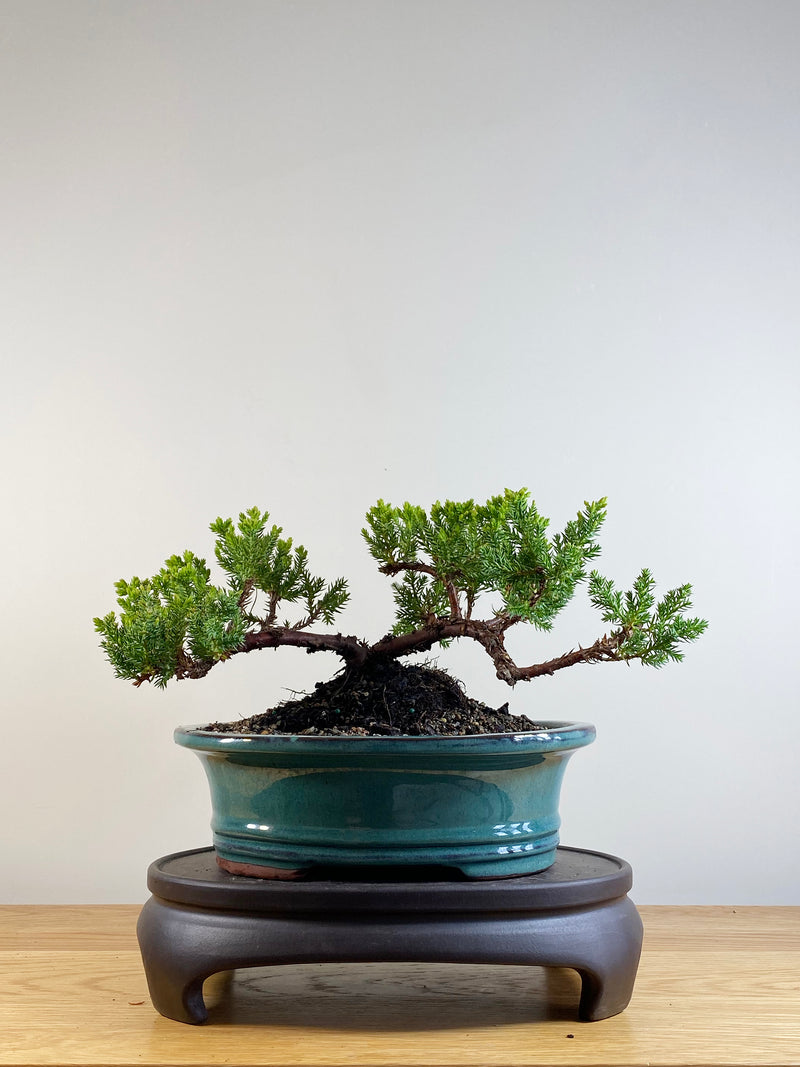 JAPANESE JUNIPER (JP201148)