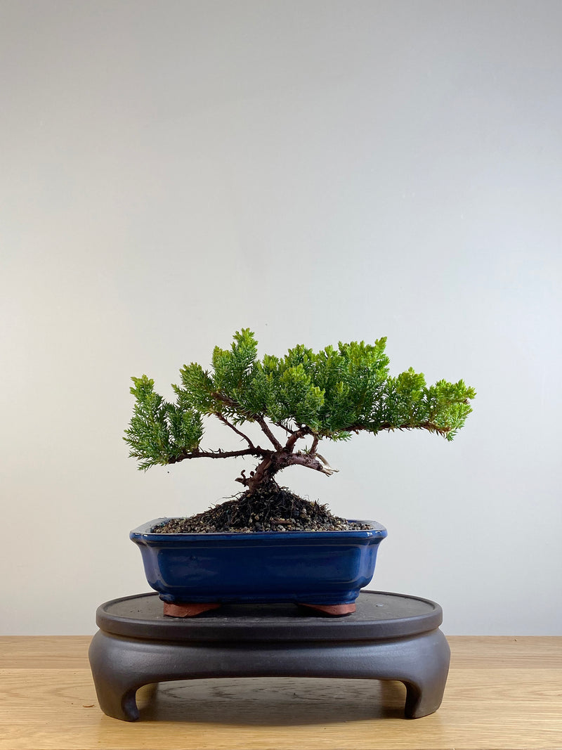 JAPANESE JUNIPER (JP201149)